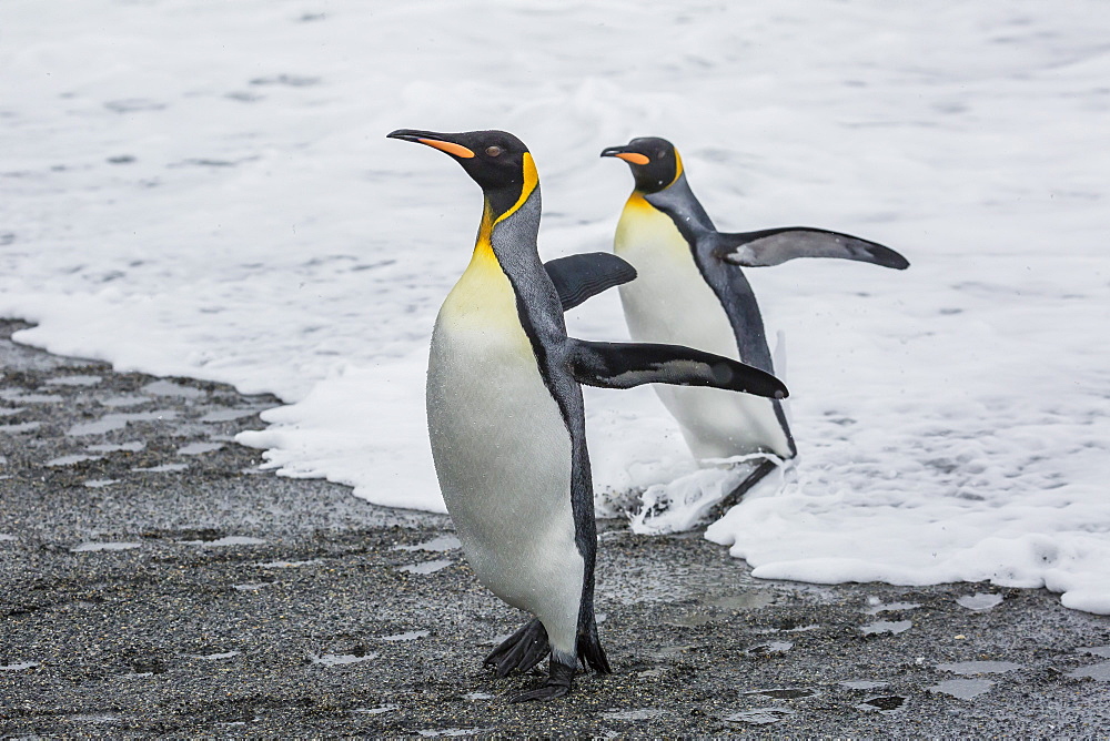 Adult king penguins (Aptenodytes patagonicus) returning from sea at St. Andrews Bay, South Georgia, Polar Regions