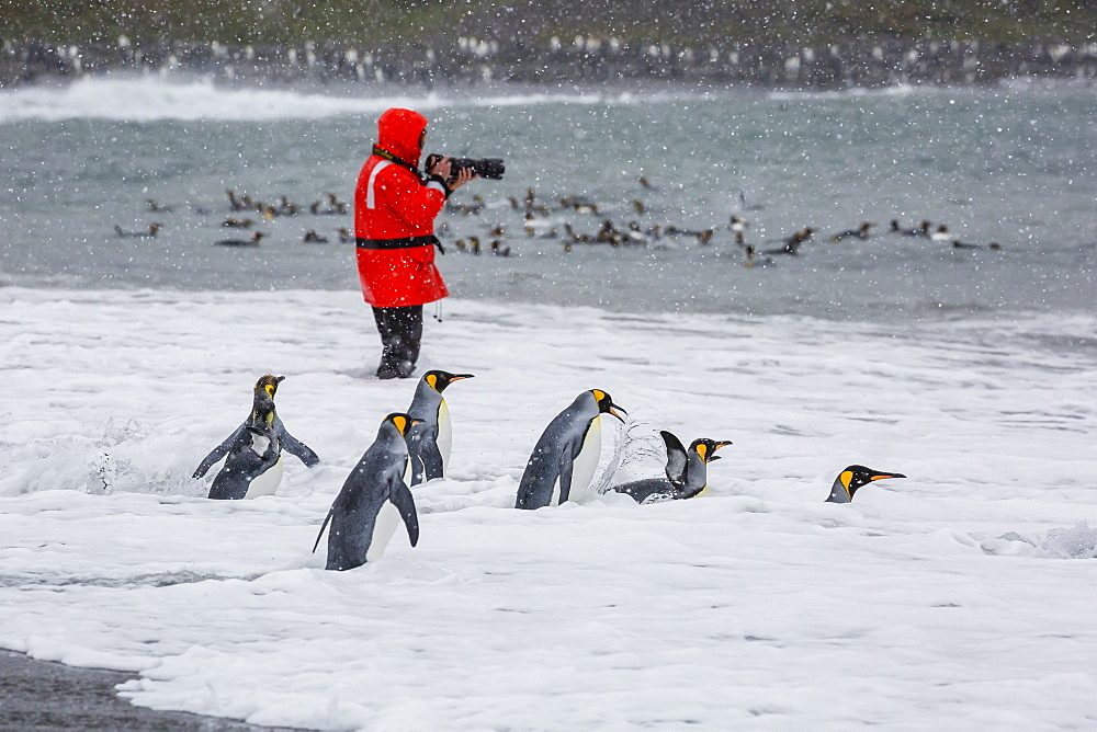 Adult king penguins (Aptenodytes patagonicus) going to sea at St. Andrews Bay, South Georgia, Polar Regions