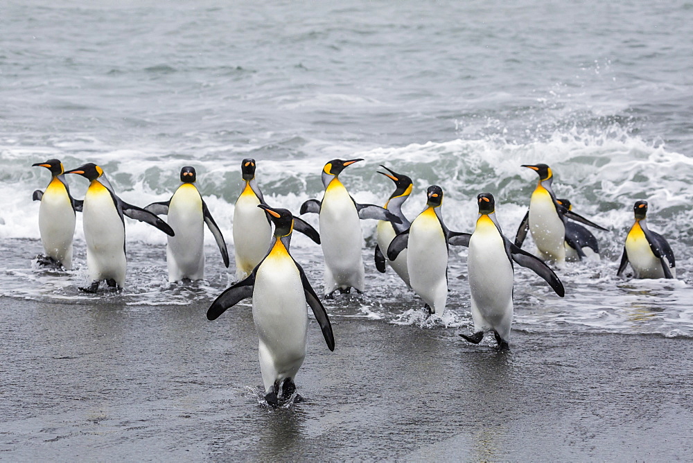 Adult king penguins (Aptenodytes patagonicus) returning from sea at St. Andrews Bay, South Georgia, Polar Regions