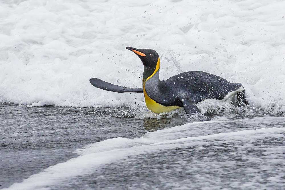 Adult king penguin (Aptenodytes patagonicus) returning from sea at St. Andrews Bay, South Georgia, Polar Regions