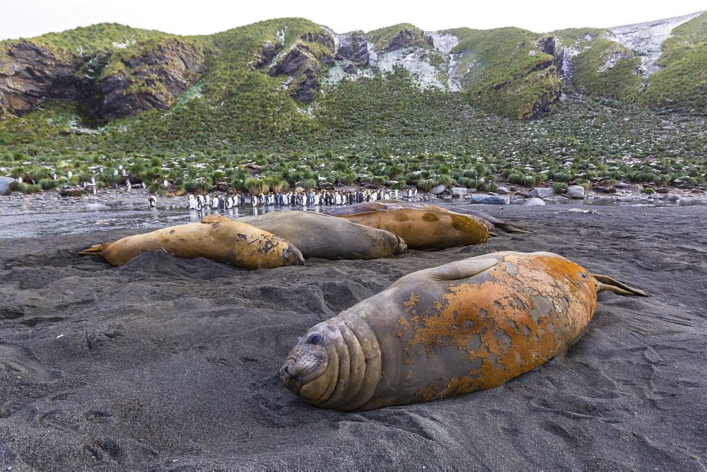 Southern elephant seal bulls (Mirounga leonina), molting in Gold Harbor, South Georgia, UK Overseas Protectorate, Polar Regions