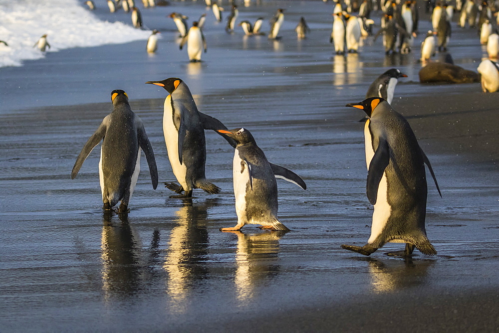 Gentoo penguin (Pygoscelis papua), amongst king penguins on the beach at Gold Harbour, South Georgia, Polar Regions