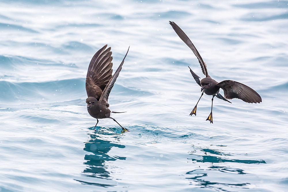 Adult Wilson's storm petrels (Oceanites oceanicus), surface feeding at Grytviken, South Georgia, Polar Regions