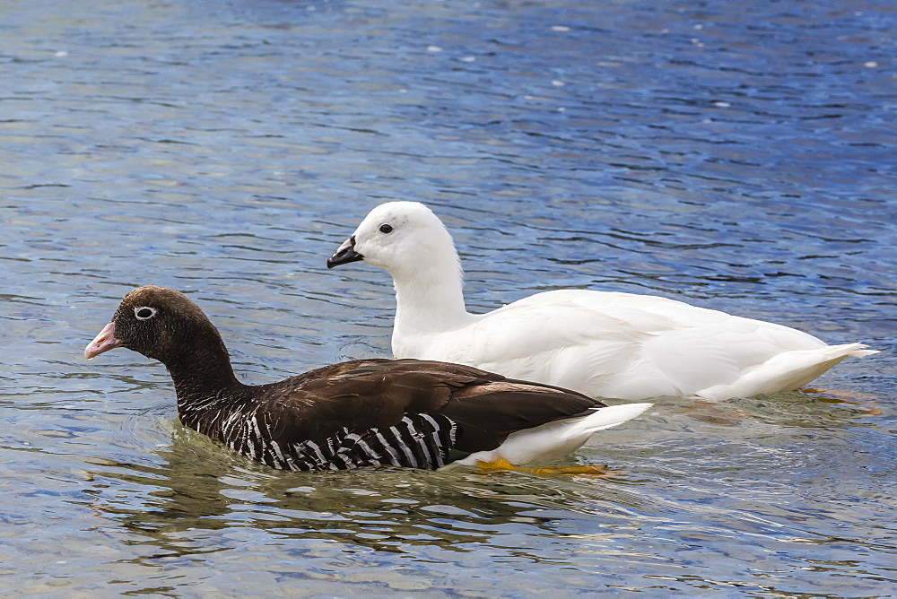 Adult kelp goose pair (Chloephaga hybrida), female in front, New Island Nature Reserve, Falkland Islands, South America