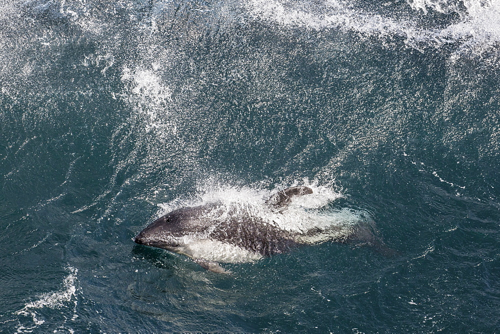 Adult Peale's dolphin (Lagenorhynchus australis) in heavy seas near the New Island Nature Reserve, Falkland Islands, South America