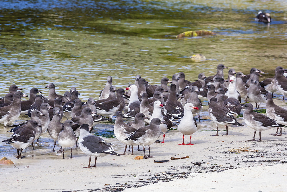 Adult dolphin gulls (Leucophaeus scoresbii) amongst chick creche, New Island Nature Reserve, Falkland Islands, South America