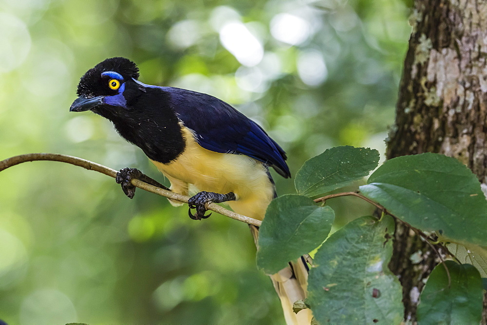 Adult plush-crested jay (Cyanocorax chrysops), in Iguazu Falls National Park, Misiones, Argentina, South America