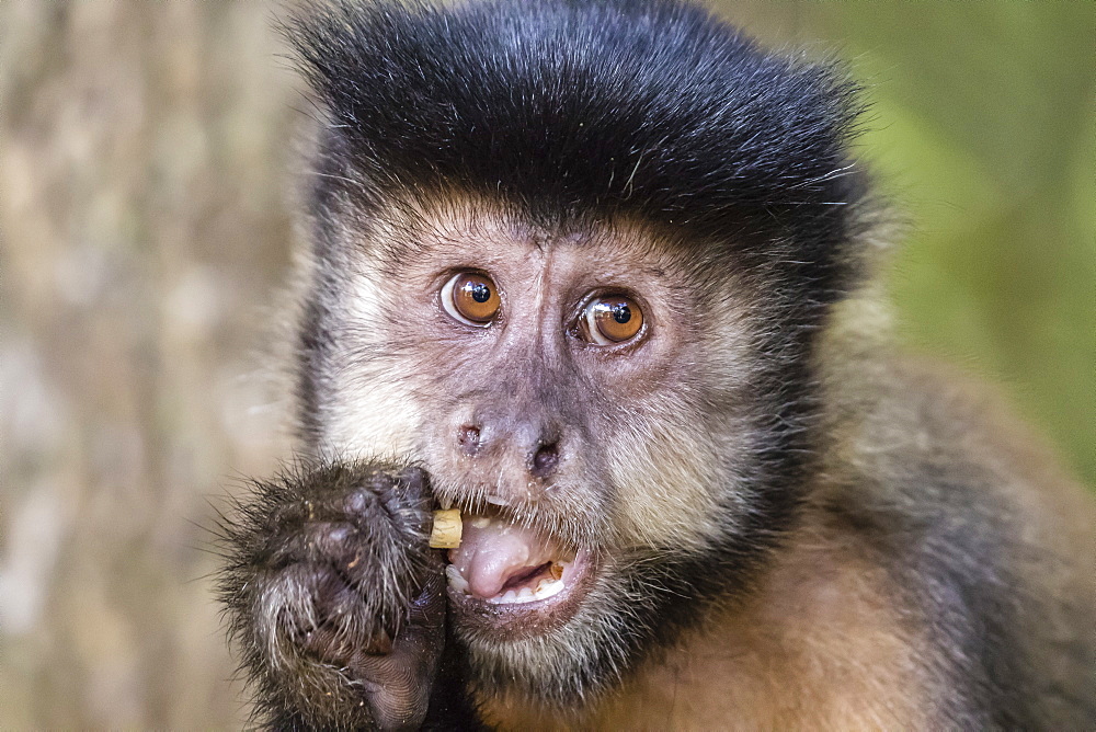 Adult black capuchin (Sapajus nigritus) head detail, Iguazu Falls National Park, Misiones, Argentina, South America