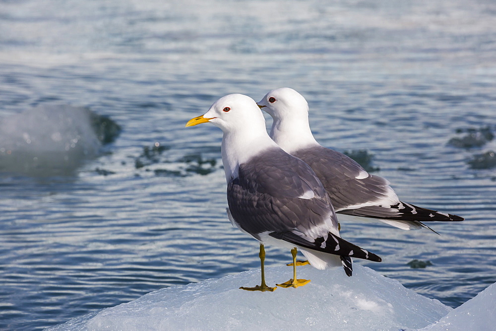 Adult mew gulls (Larus canus) on ice in Tracy Arm-Fords Terror Wilderness Area, Southeast Alaska, United States of America, North America