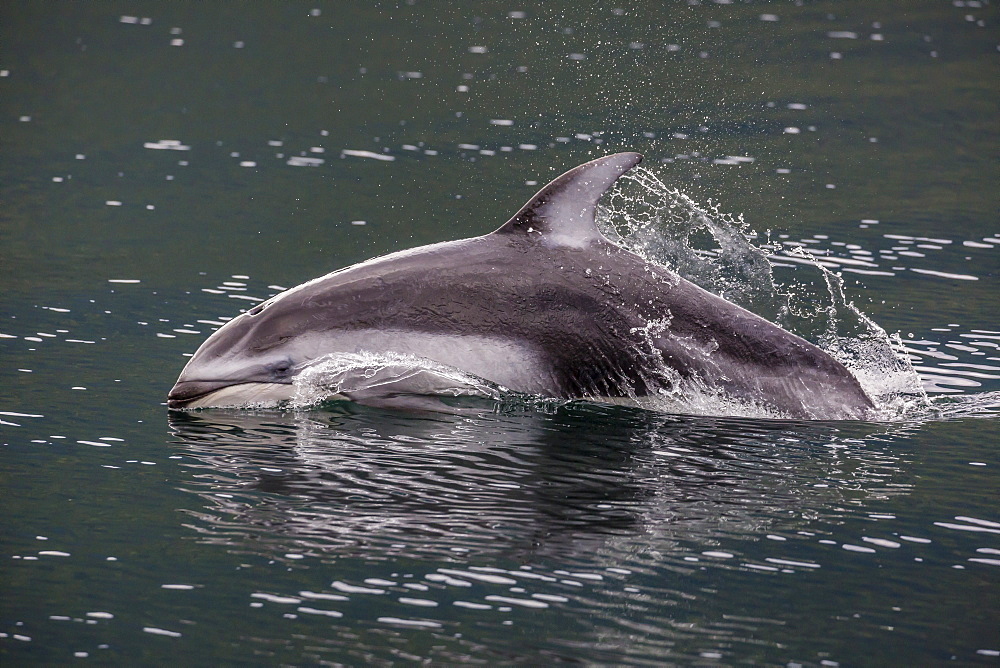 Pacific white-sided dolphin (Lagenorhynchus obliquidens), surfacing in Johnstone Strait, British Columbia, Canada, North America