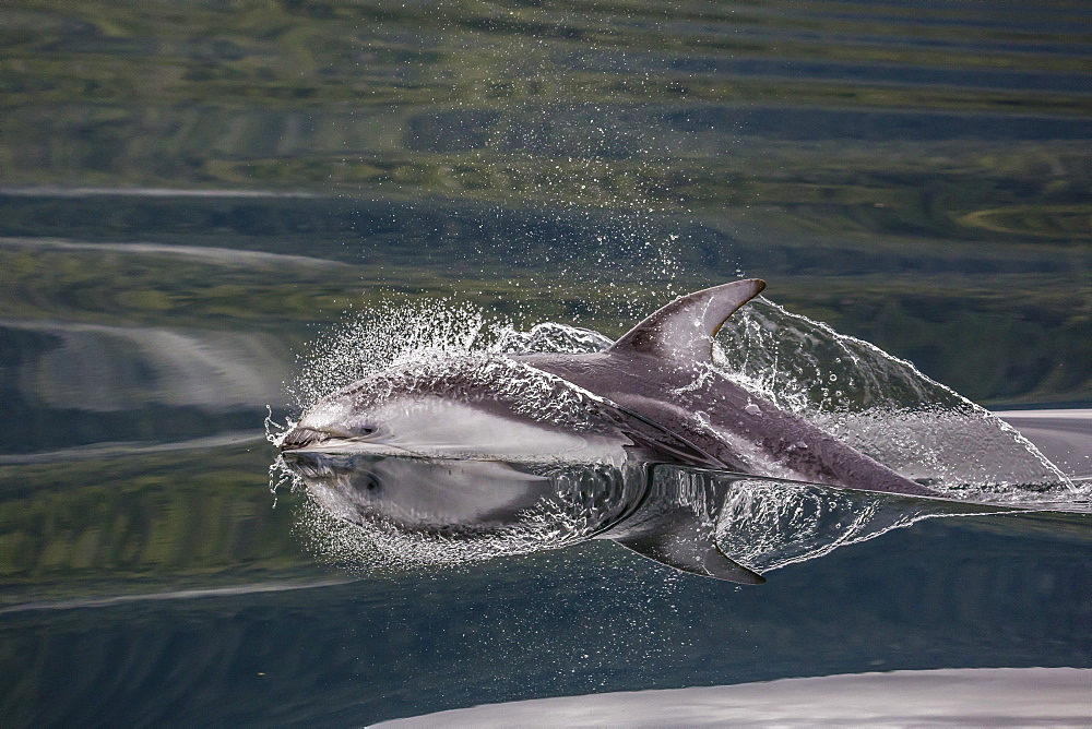 Pacific white-sided dolphin (Lagenorhynchus obliquidens), surfacing in Johnstone Strait, British Columbia, Canada, North America