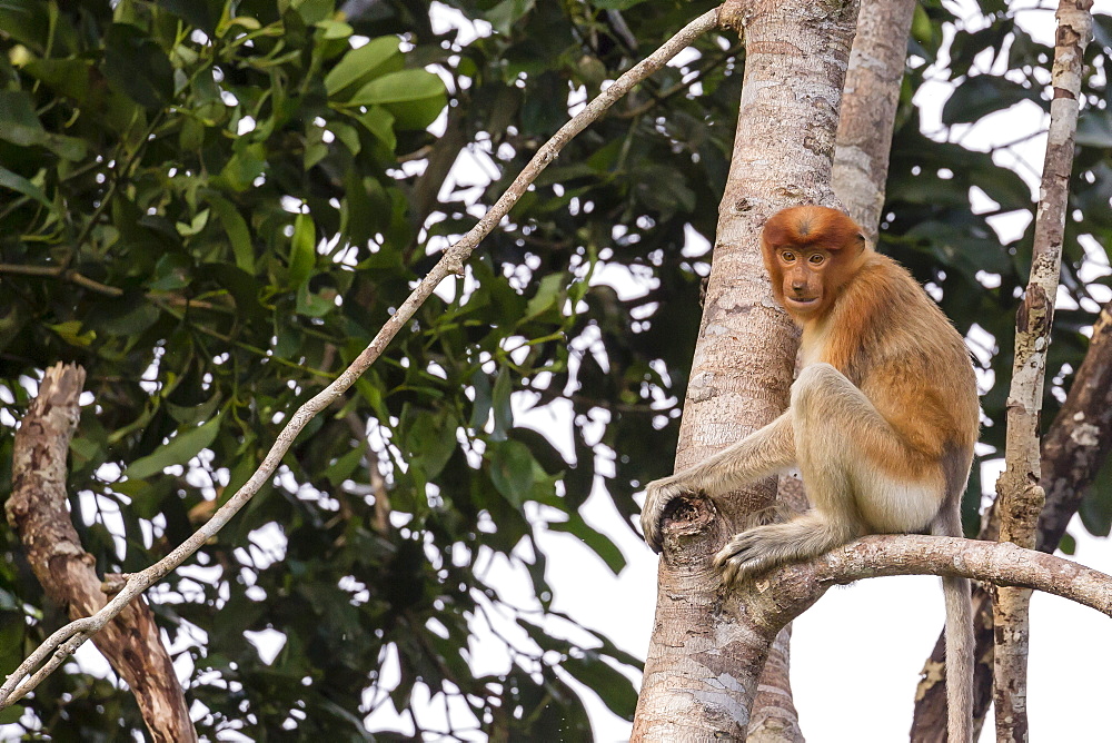 Proboscis monkey (Nasalis larvatus) endemic to Borneo, Tanjung Puting National Park, Borneo, Indonesia, Southeast Asia, Asia