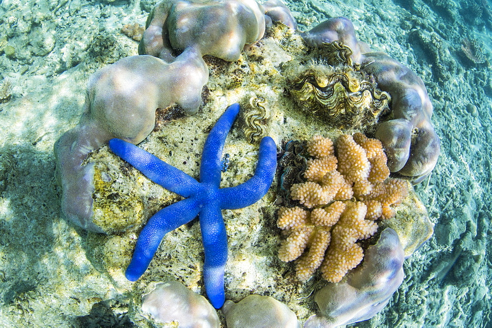 Underwater view of the reef on Pulau Lintang Island, Anambas Archipelago, Indonesia, Southeast Asia, Asia