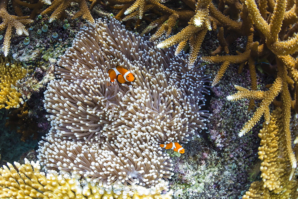 Underwater clownfish in anemone at Pulau Setaih Island, Natuna Archipelago, Indonesia, Southeast Asia, Asia