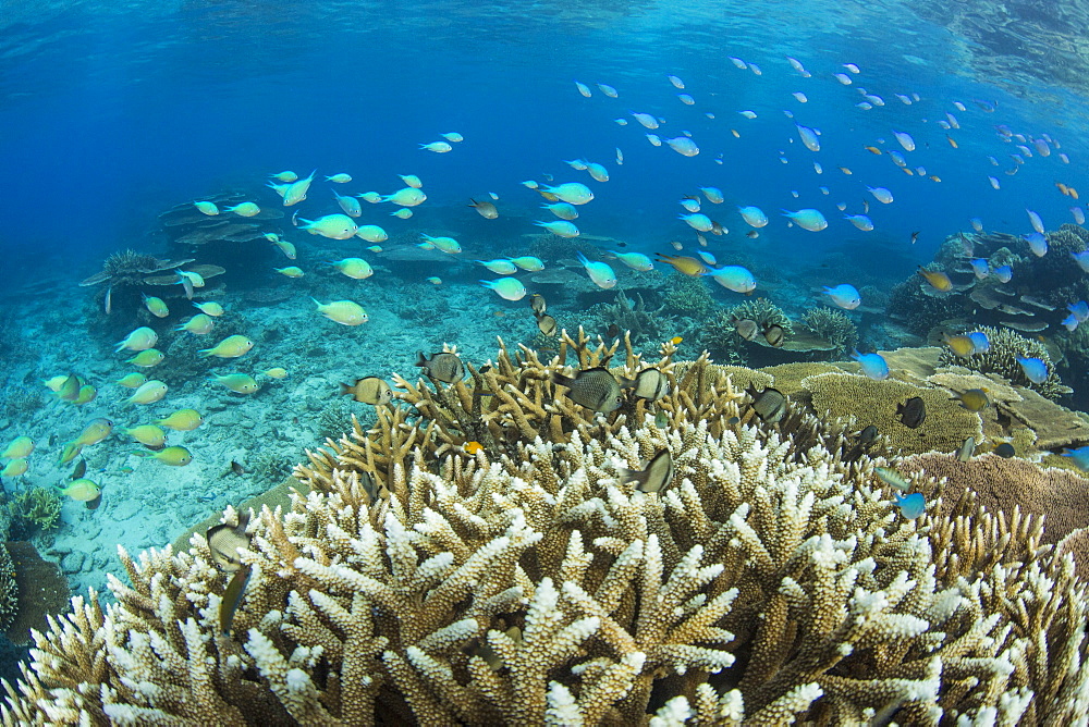 Reef fishes amongst profusion of hard plate at Pulau Setaih Island, Natuna Archipelago, Indonesia, Southeast Asia, Asia