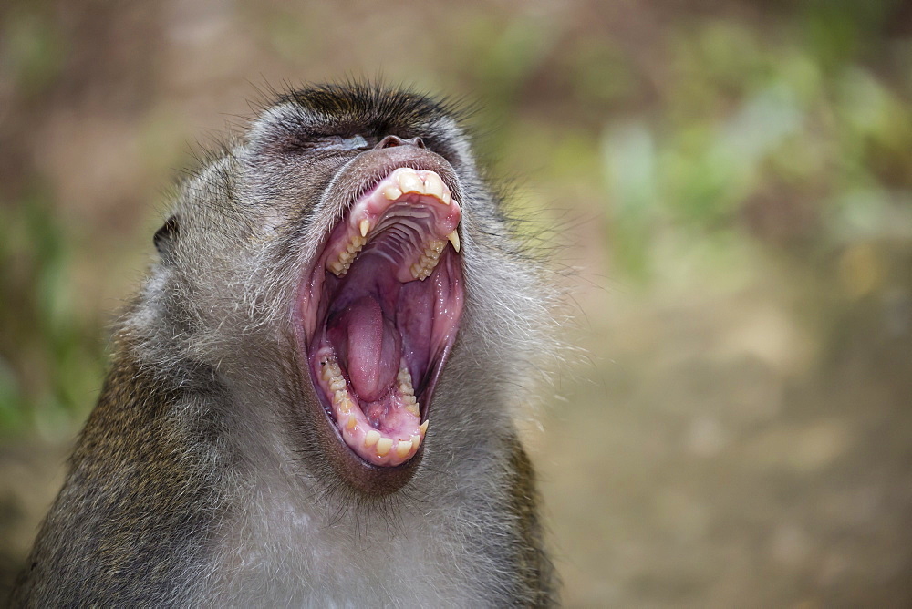 Long-tailed macaque (Macaca fascicularis), Bako National Park, Sarawak, Borneo, Malaysia, Southeast Asia, Asia