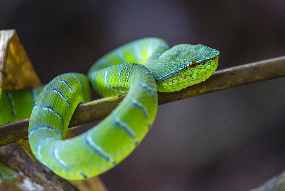 An adult venemous male Borneo temple viper (Tropidolaemus subannulatus), Bako National Park, Sarawak, Borneo, Malaysia, Southeast Asia, Asia