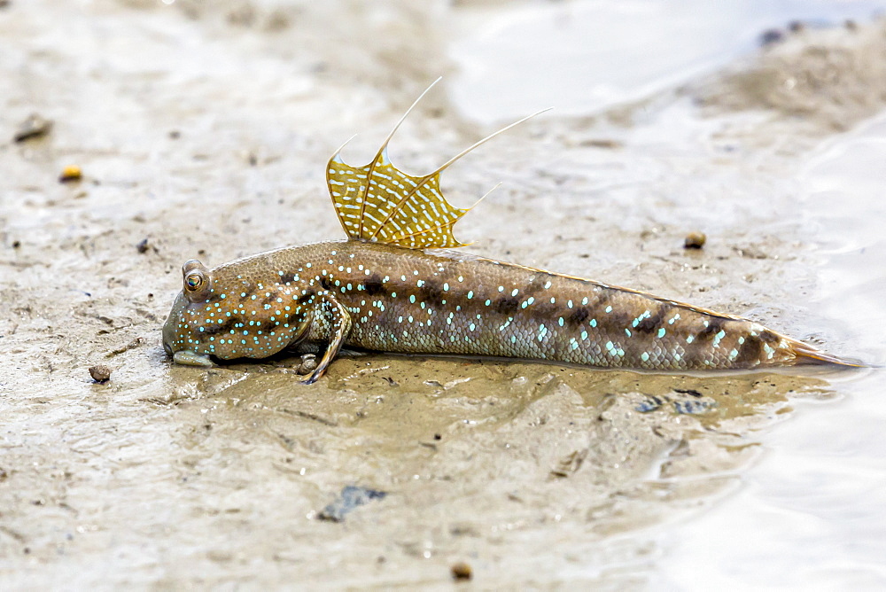 Adult male mudskipper (Periophthalmus spp,) territorial display at low tide, Bako National Park, Sarawak, Borneo, Malaysia, Southeast Asia, Asia