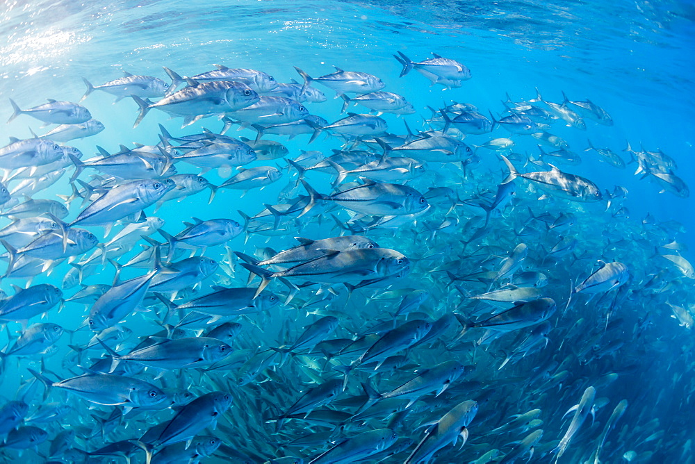 A large school of bigeye trevally (Caranx sexfasciatus) in deep water near Cabo Pulmo, Baja California Sur, Mexico, North America