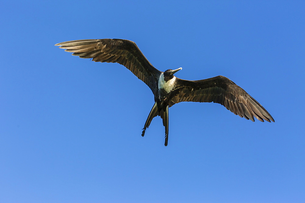 Adult female magnificent frigatebird (Fregata magnificens), San Gabriel Bay, Espiritu Santo Island, Baja California Sur, Mexico, North America