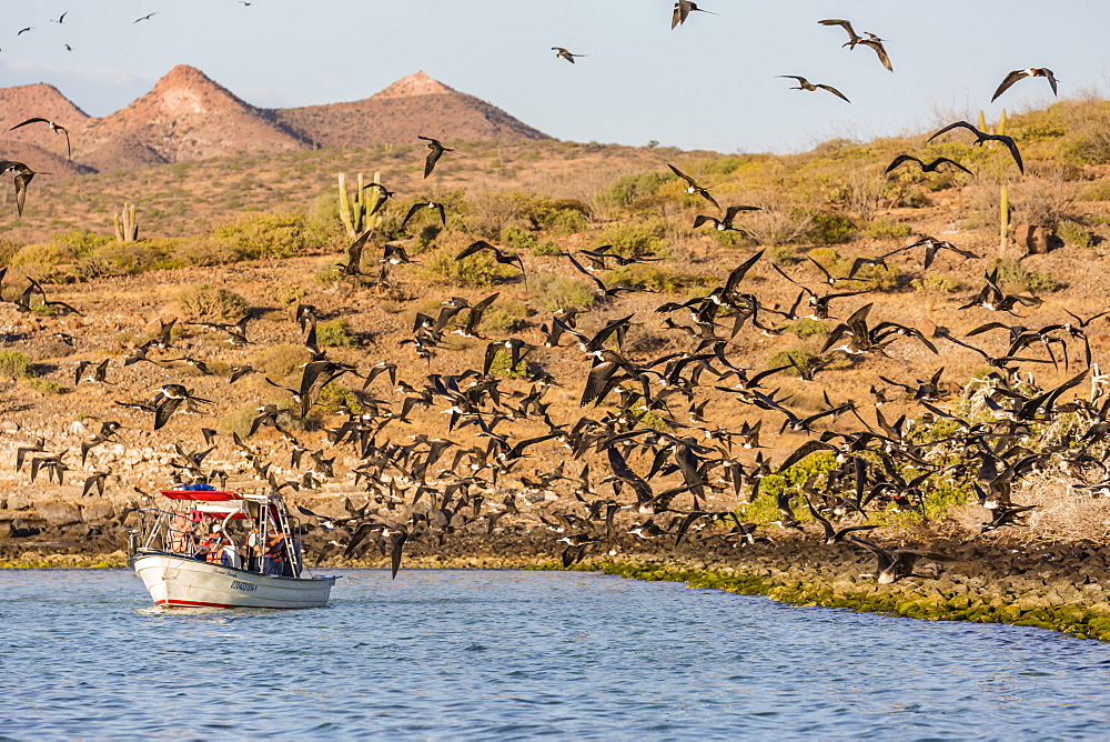 Magnificent frigatebirds (Fregata magnificens), San Gabriel Bay, Espiritu Santo Island, Baja California Sur, Mexico, North America