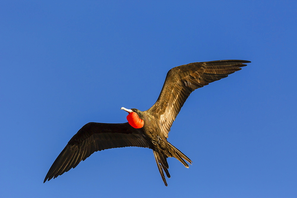 Adult male magnificent frigatebird (Fregata magnificens), San Gabriel Bay, Espiritu Santo Island, Baja California Sur, Mexico, North America