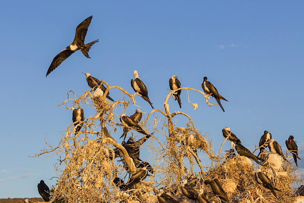 Magnificent frigatebirds (Fregata magnificens), San Gabriel Bay, Espiritu Santo Island, Baja California Sur, Mexico, North America