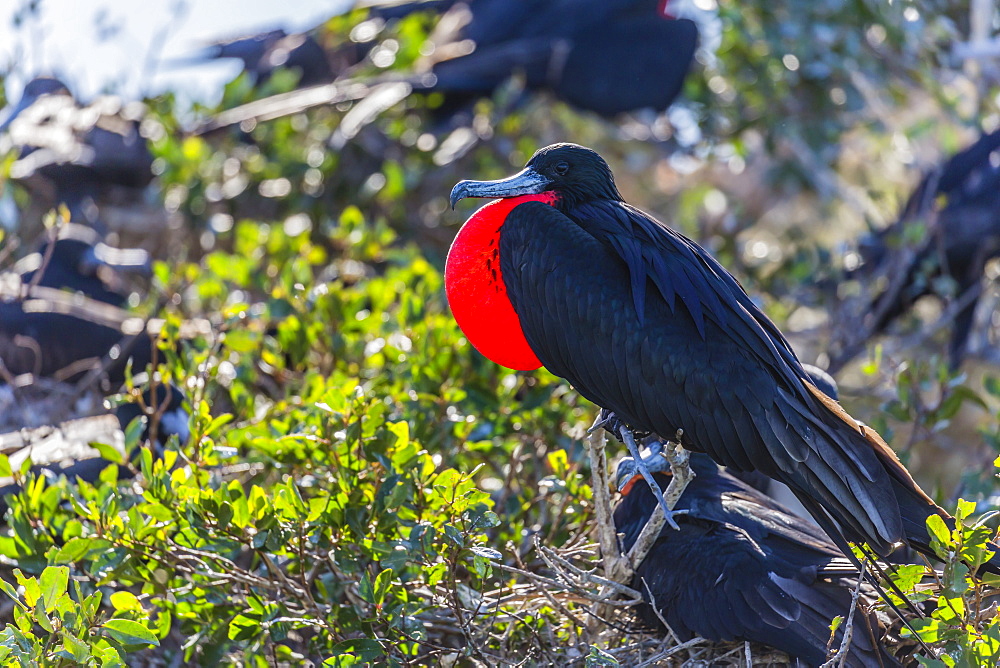 Adult male magnificent frigatebird (Fregata magnificens), San Gabriel Bay, Espiritu Santo Island, Baja California Sur, Mexico, North America