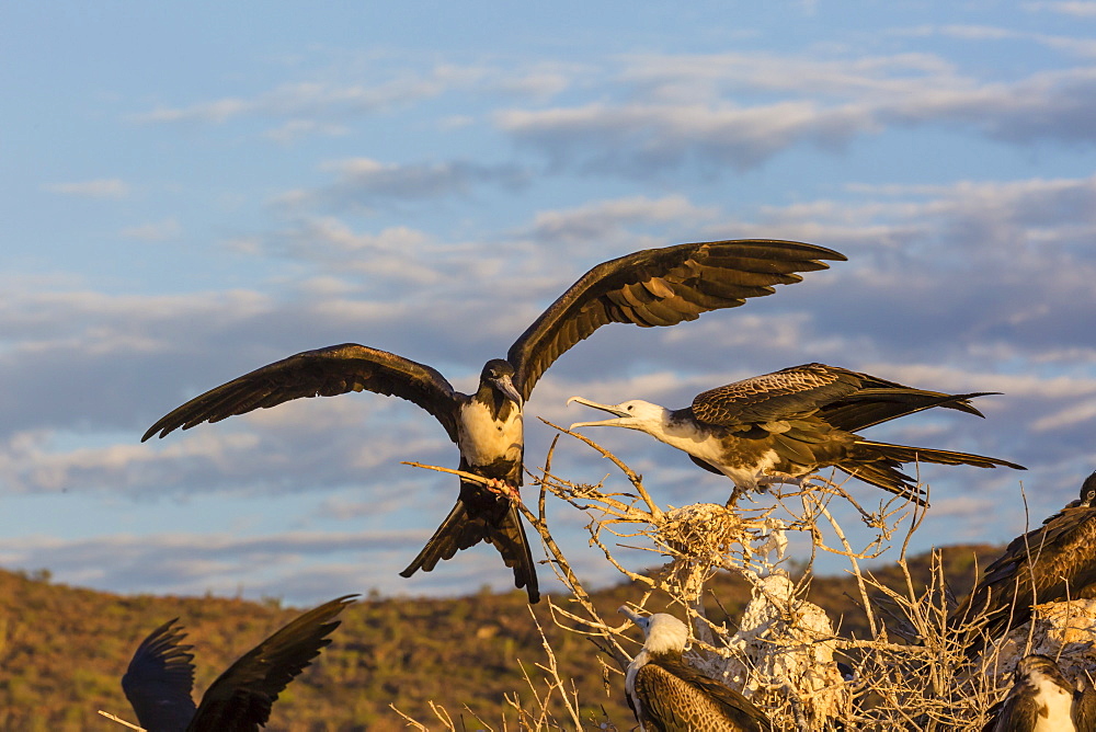 Magnificent frigatebirds (Fregata magnificens), San Gabriel Bay, Espiritu Santo Island, Baja California Sur, Mexico, North America