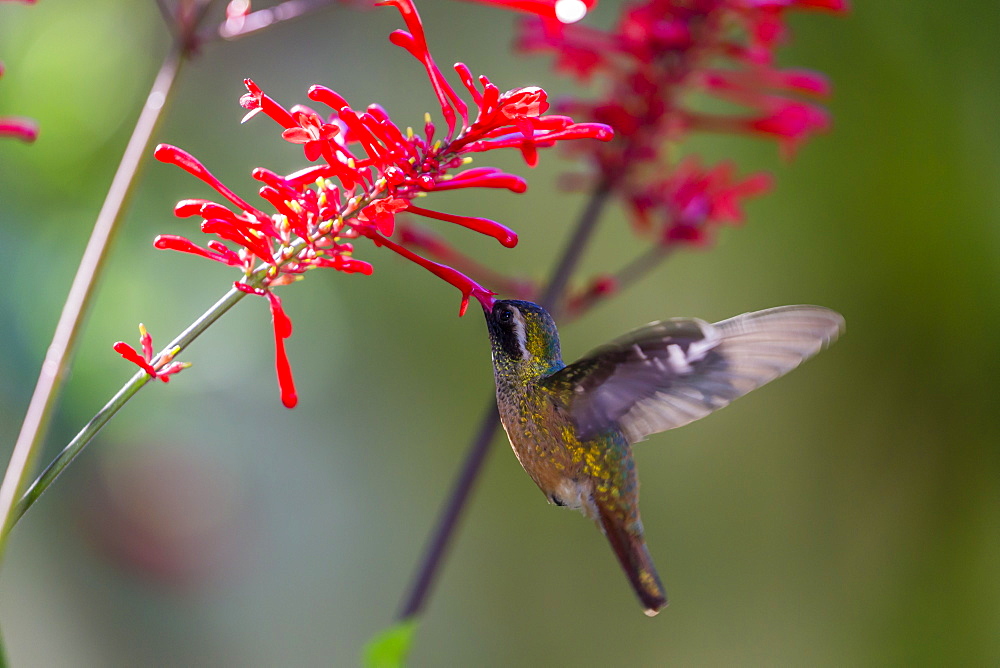 Adult male Xantus's hummingbird (Hylocharis xantusii), Todos Santos, Baja California Sur, Mexico, North America