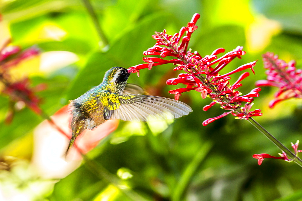 Adult male Xantus's hummingbird (Hylocharis xantusii), Todos Santos, Baja California Sur, Mexico, North America