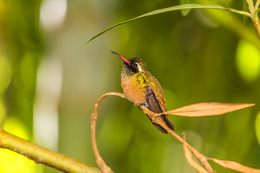 Adult male Xantus's hummingbird (Hylocharis xantusii), Todos Santos, Baja California Sur, Mexico, North America