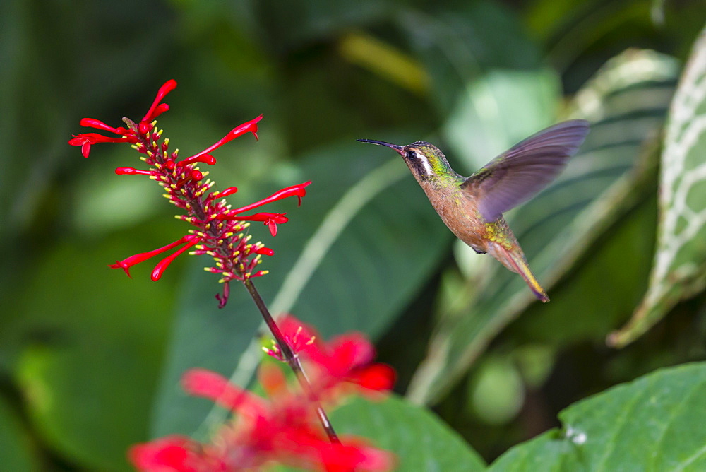 Adult male Xantus's hummingbird (Hylocharis xantusii), Todos Santos, Baja California Sur, Mexico, North America