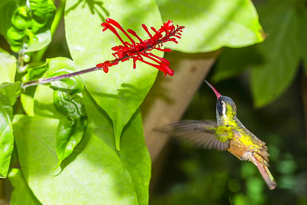 Adult male Xantus's hummingbird (Hylocharis xantusii), Todos Santos, Baja California Sur, Mexico, North America