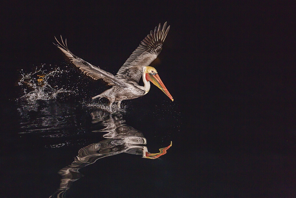 An adult brown pelican (Pelecanus occidentalis) at night near Isla Santa Catalina, Baja California Sur, Mexico, North America