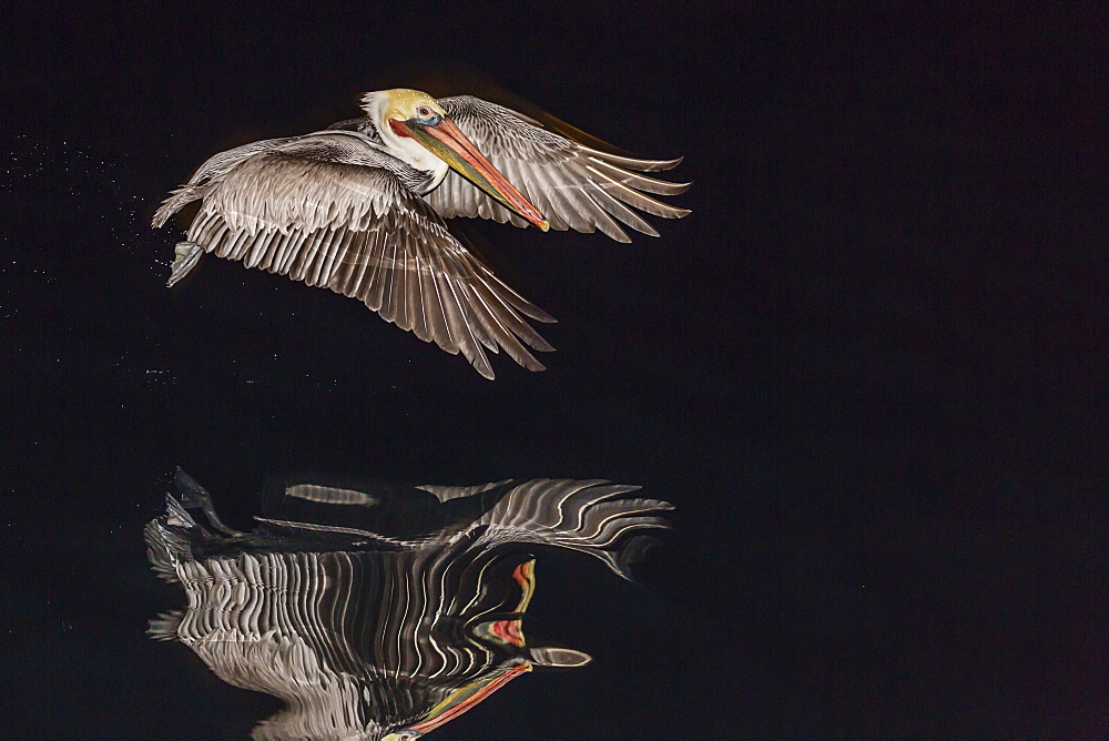 An adult brown pelican (Pelecanus occidentalis) at night near Isla Santa Catalina, Baja California Sur, Mexico, North America