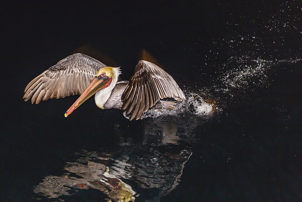 An adult brown pelican (Pelecanus occidentalis) at night near Isla Santa Catalina, Baja California Sur, Mexico, North America