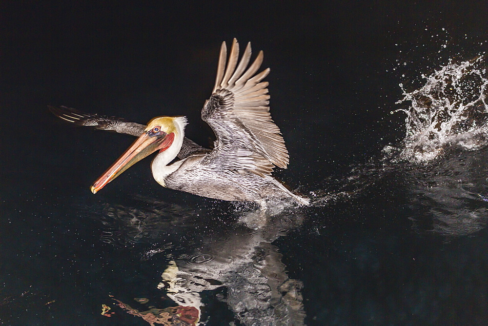 An adult brown pelican (Pelecanus occidentalis) at night near Isla Santa Catalina, Baja California Sur, Mexico, North America