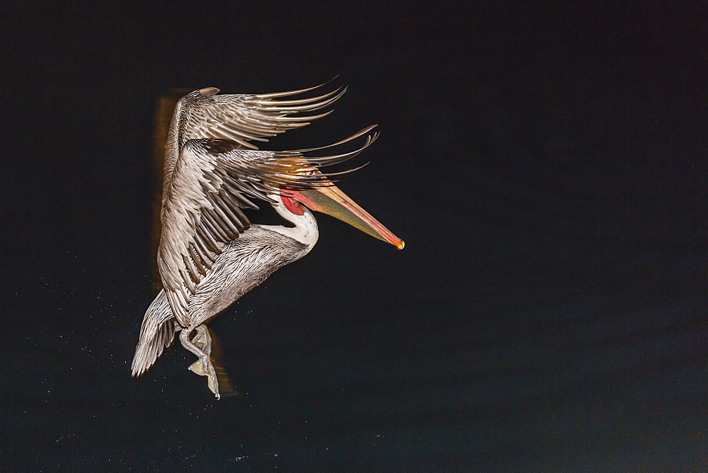 An adult brown pelican (Pelecanus occidentalis), at night near Isla Santa Catalina, Baja California Sur, Mexico, North America