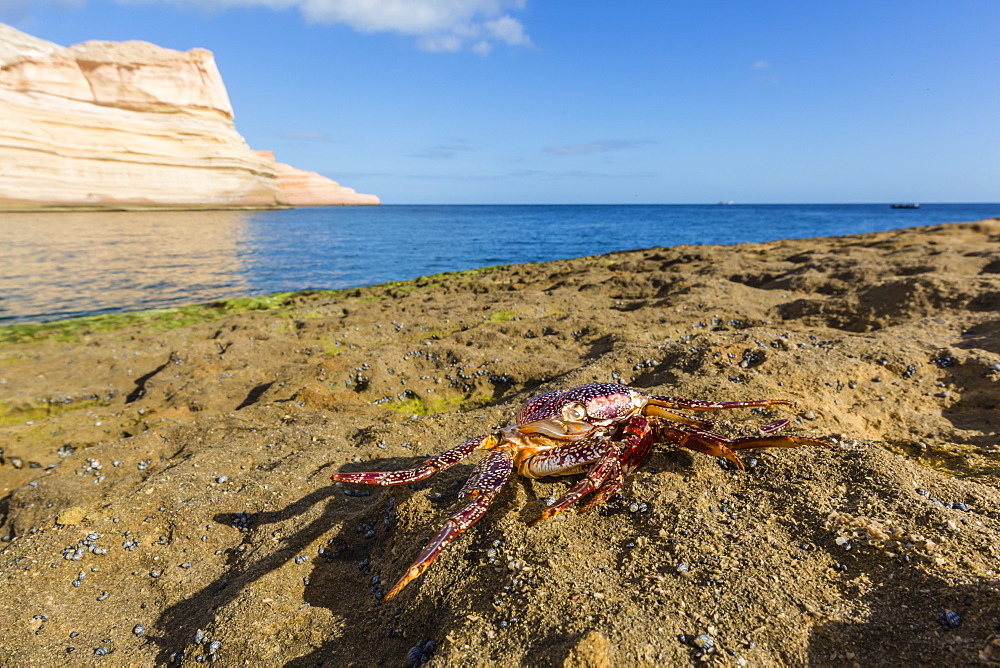 Sally lightfoot crab (Grapsus grapsus), moulted exoskeleton at Punta Colorado, Baja California Sur, Mexico, North America