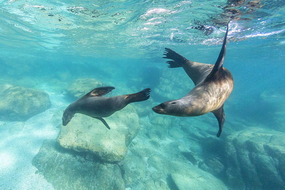 California sea lions (Zalophus californianus), playing underwater at Los Islotes, Baja California Sur, Mexico, North America