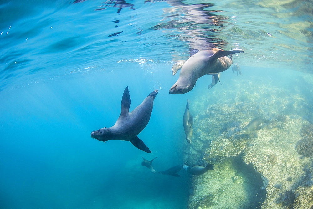 Curious California sea lion pups (Zalophus californianus), underwater at Los Islotes, Baja California Sur, Mexico, North America