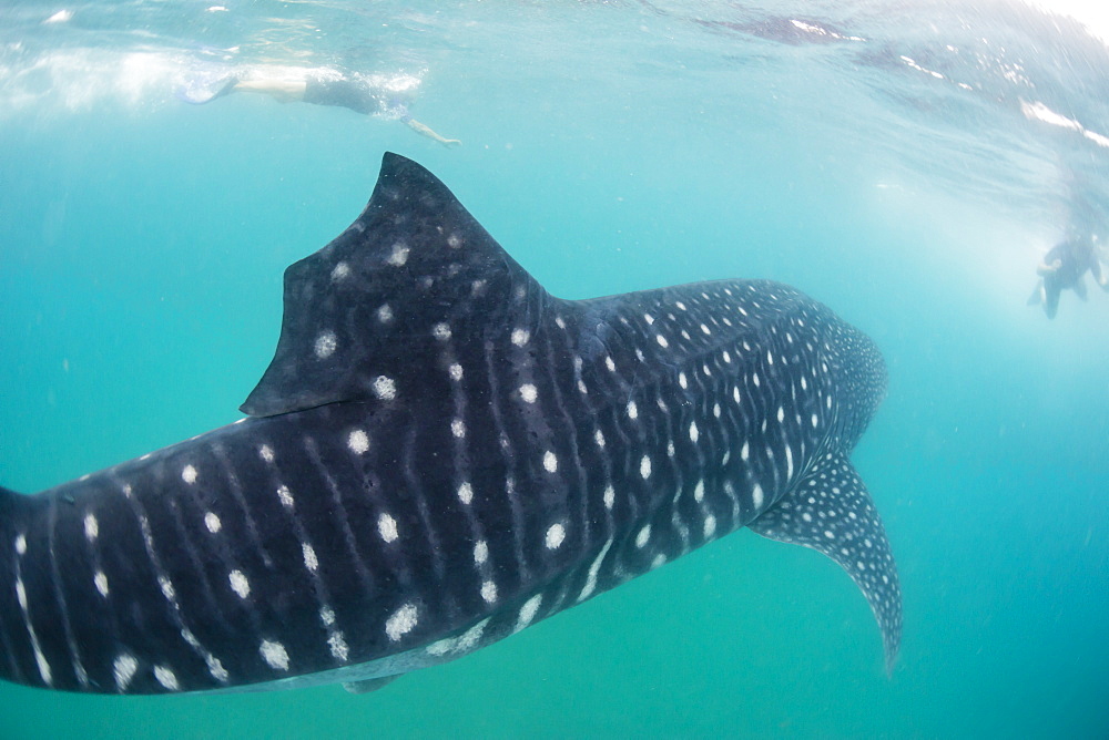 Whale shark (Rhincodon typus), underwater with snorkelers off El Mogote, near La Paz, Baja California Sur, Mexico, North America