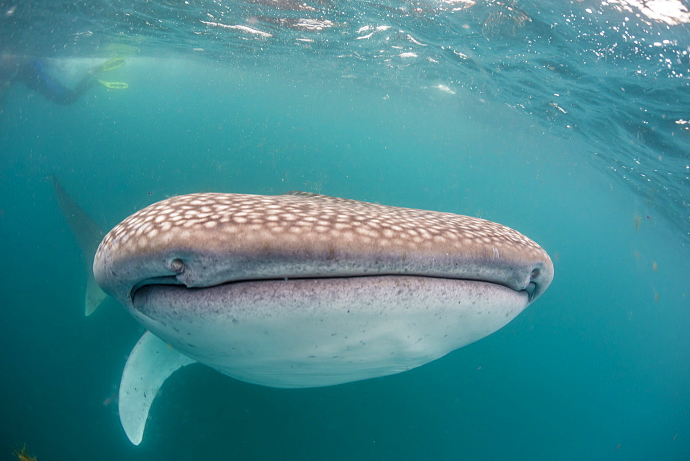 Whale shark (Rhincodon typus,) filter feeding underwater off El Mogote, near La Paz, Baja California Sur, Mexico, North America