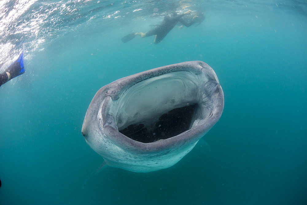 Whale shark (Rhincodon typus), underwater with snorkelers off El Mogote, near La Paz, Baja California Sur, Mexico, North America