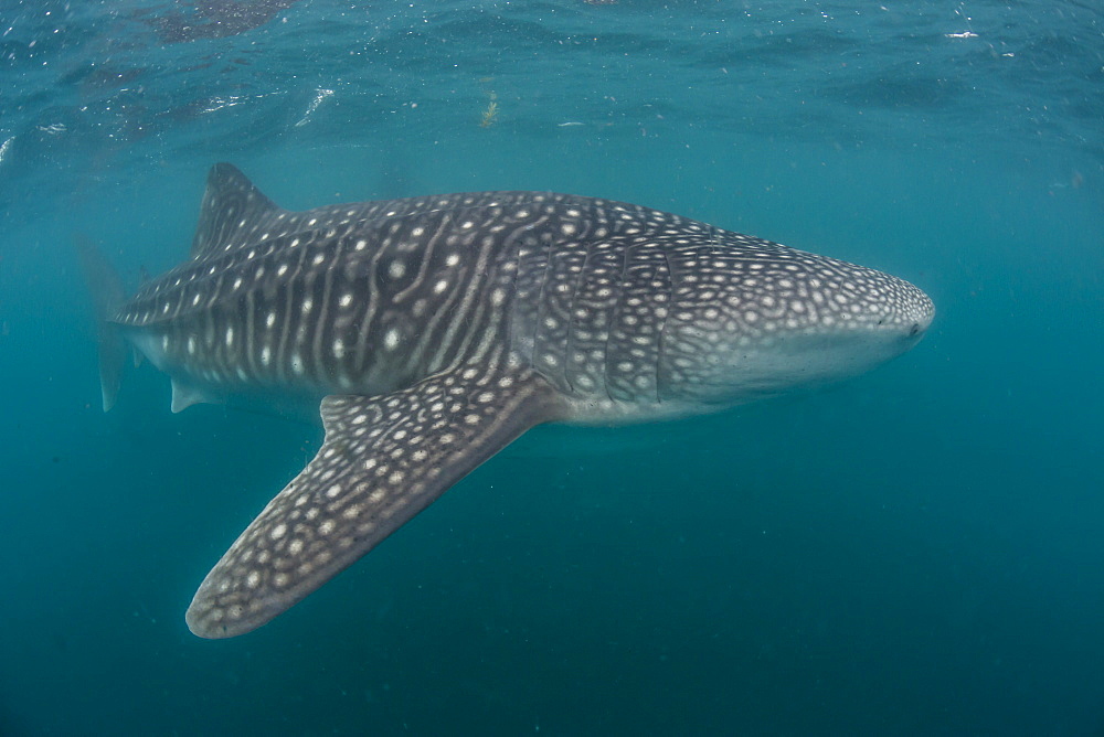 Whale shark (Rhincodon typus), filter feeding underwater off El Mogote, near La Paz, Baja California Sur, Mexico, North America