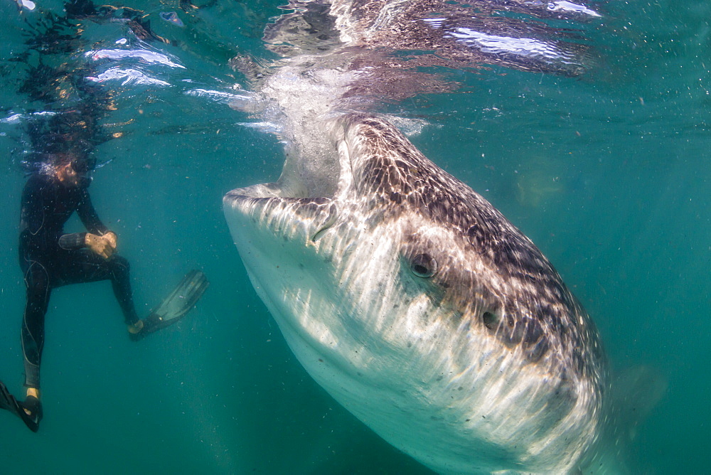 Whale shark (Rhincodon typus) underwater with snorkelers off El Mogote, near La Paz, Baja California Sur, Mexico, North America