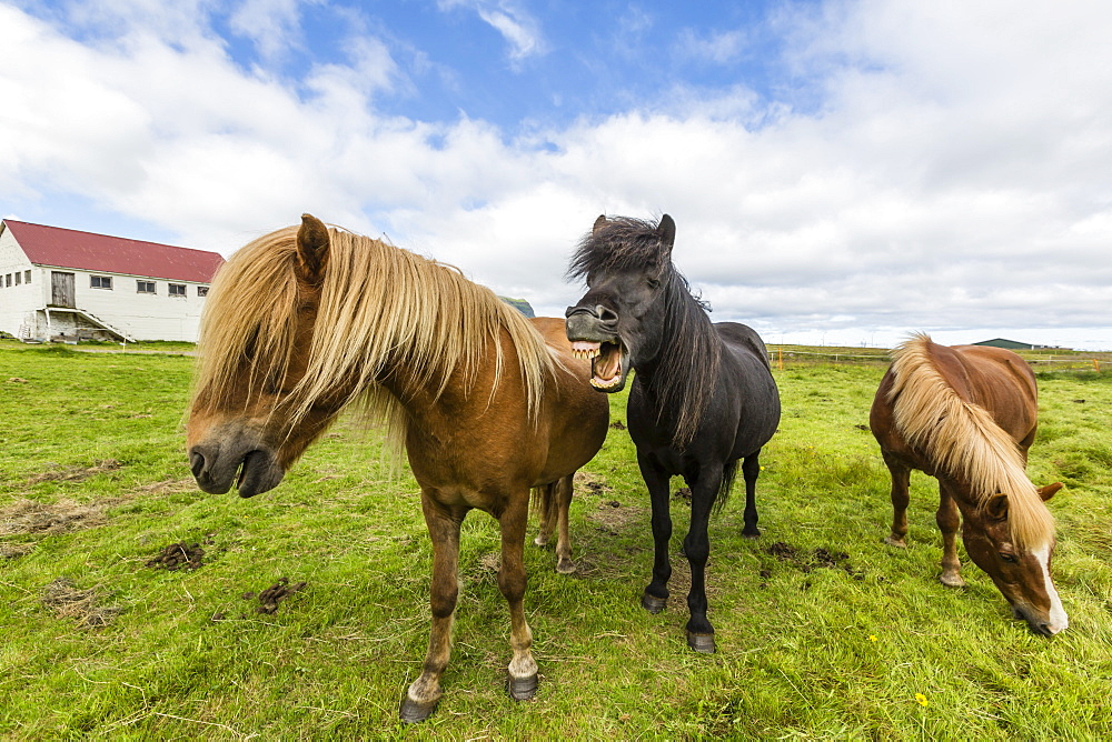 Adult Icelandic horses (Equus ferus caballus), on a farm on the Snaefellsnes Peninsula, Iceland, Polar Regions