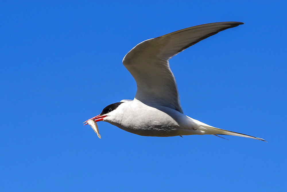 Adult Arctic tern (Sterna paradisaea) returning from the sea with fish for its chick on Flatey Island, Iceland, Polar Regions