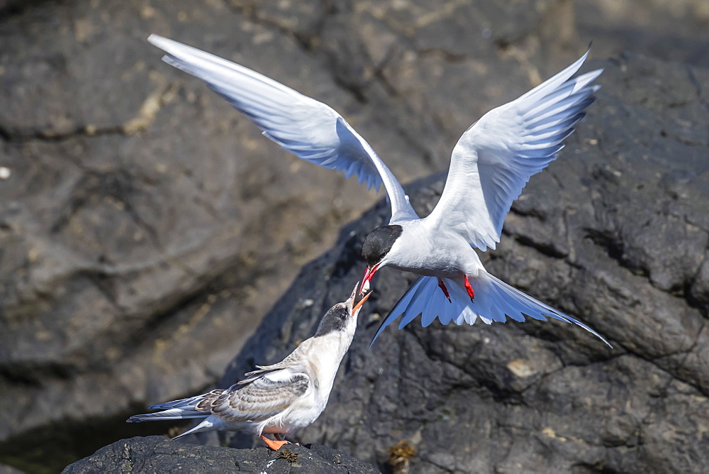 Adult Arctic tern (Sterna paradisaea) returning from the sea with fish for its chick on Flatey Island, Iceland, Polar Regions